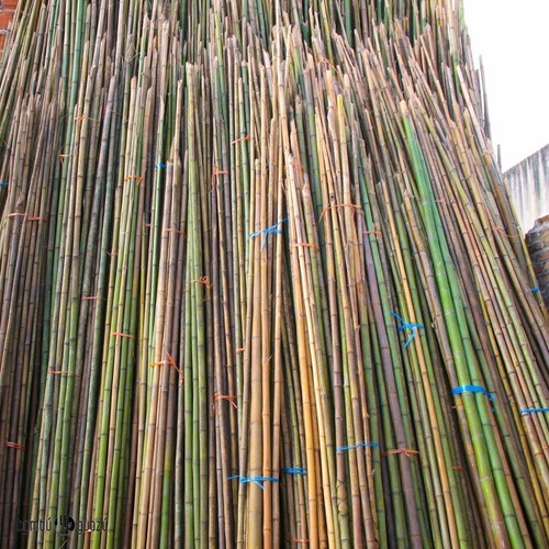 Pack X 20 Cañas De Bambu Tacuara