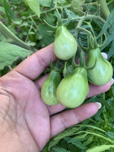 Semillas De Tomate Red Pear (solanum Lycopersicum)