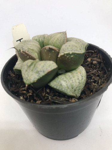 Suculenta Haworthia Taj Mahal Cod07