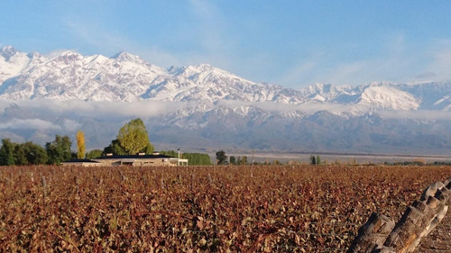 Terreno En Venta Viñedo 28 Has En Mendoza