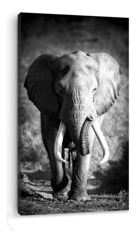 Cuadro  Canvas Moderno Elefante Blanco Y Negro 90x120cm