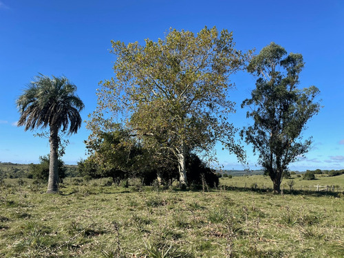 Campo De 11 Hectáreas Dividido En 5 Potreros Excelente Para Ganaderia En Rocha