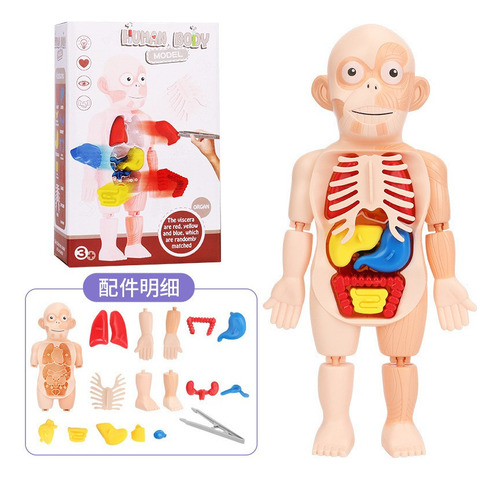 Juguete De Anatomía Del Cuerpo Humano 3d Para Niños..