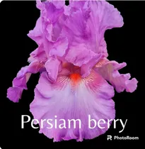 Comprar 1 Rizoma De Lirios Barbados O Iris Germanica Persiam Berry 