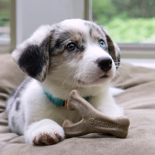 Imagen 2 de 10 de Benebone Puppy Wishbone Bacon Small Juguete Perro Hueso