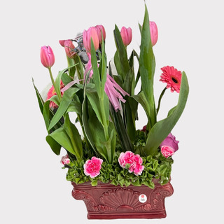 Plantas De Tulipanes Naturales | MercadoLibre ?