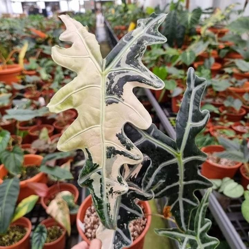 200 Semillas De  Alocasia Amarillo(interiores)