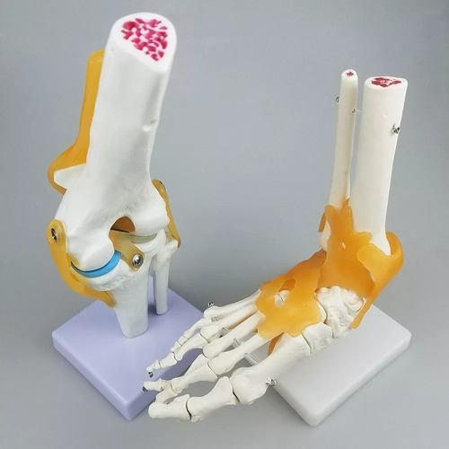 Modelo De Articulación Del Hombro Con Ligamentos Funcionales