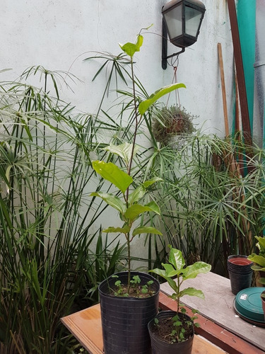 Planta De Maracuyá (50cm)- Mburucuyá (el De Fruta Amarilla)