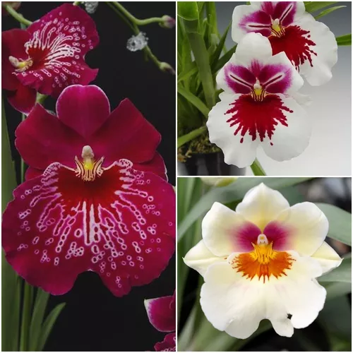 3 Mudas Orquídeas Amor Perfeito Miltonia Importadas 20cm