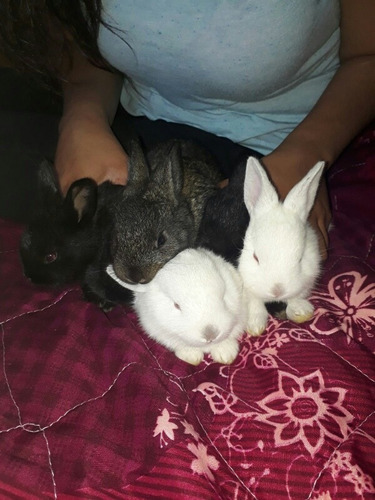 Hermosos Conejos Bebes. 
