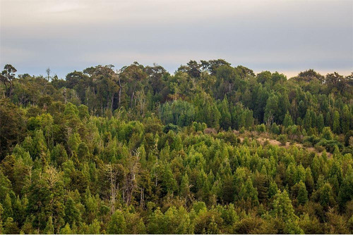 Imagen 28 de 30 de Parcela En Proyecto Lecam - Chiloé