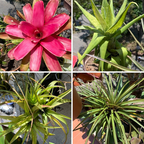 Hijos Bromelias Plantas Mata Jardin Paisajismo 0000