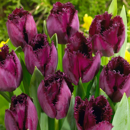 8 Bulbos De Tulipán Morado!!  