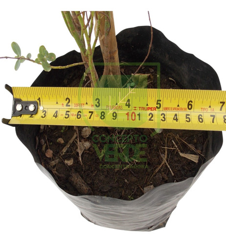 Planta Dolar