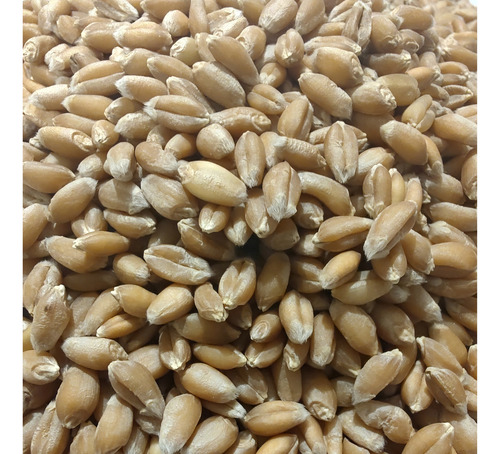 Trigo Semilla Grano Entero Cosecha Nueva 5 Kg