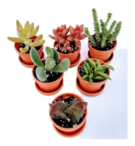 Suculentas Mini Mix 150 Pzas Envio Dhl