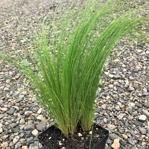 Stipa Tenuisima- Planta Graminea