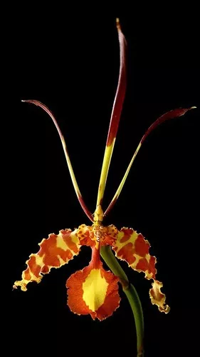 Orquídea Borboleta. Super Raridade Floresce Ano Todo!!!