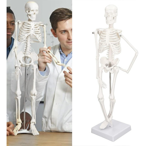 Modelo De Anatómico 45 Cm, Estructura Ósea Del Cuerpo Humano
