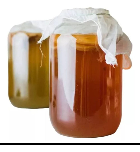 Scoby De Te Para Kombucha 