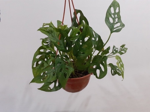 Imagen 2 de 8 de Planta Philodendron Peruveano M14