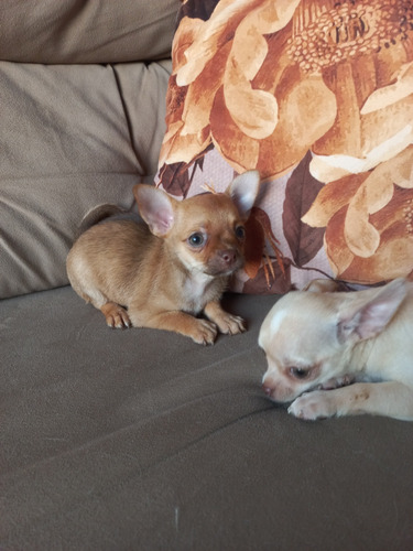Chihuahua Fêmea Pelo Curto 