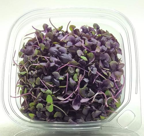 Microgreens De Albahaca Red Rubin (brotes O Microverdes)