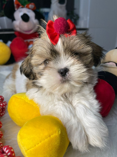 Lindissima Filhote Shihtzu Branco