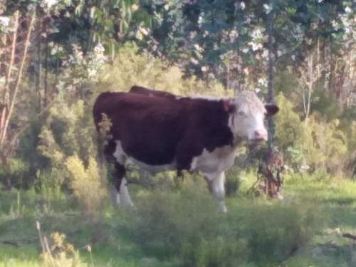 Arriendo 170has Forestal /agricola Migues. Us$ 13.000/año