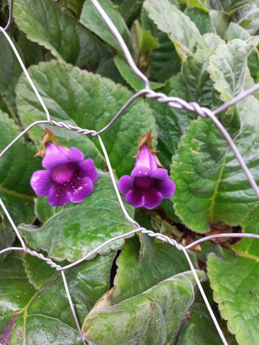 Planta Gloxinia Roxa (muda) | MercadoLivre