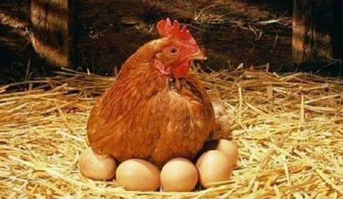 Gallinas Ponedoras