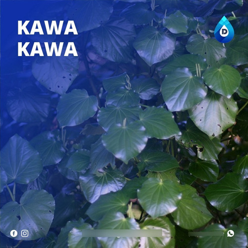 Imagem 1 de 1 de Extrato Vegetal Composto De Kawa Kawa 100% Natural | 20 Ml