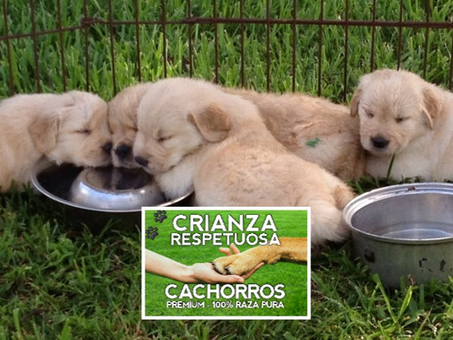 Cachorros Golden Retriever 100% Puros Con Libreta