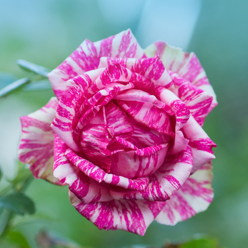Rosas Abracadabra Bicolor - 3 Mudas Variadas Pronta Entrega