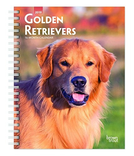 Golden Retriever 2019 6 X 775 Pulgadas Calendario De Comprom