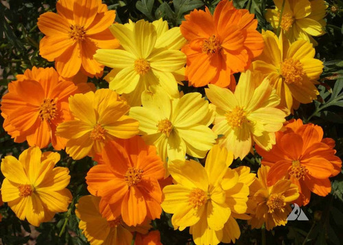 Imagem 4 de 6 de Cosmos Mix Laranjas Amarelos 100 Sementes Flor Pasto Apicola