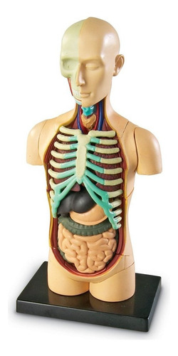 Recursos De Aprendizaje Modelo Del Cuerpo Humano