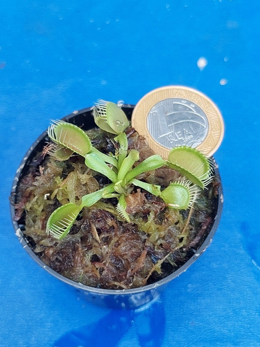 Planta Carnivora