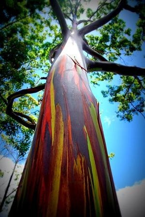Imagem 2 de 6 de 300 Sementes Eucalipto Arco Iris Deglupta Colheita Própria!