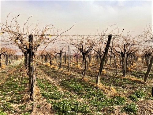Imagen 18 de 19 de Greenwood Vende Hermosa Finca Con Viñedos, Casa, Galpon Y Pozo Para Riego