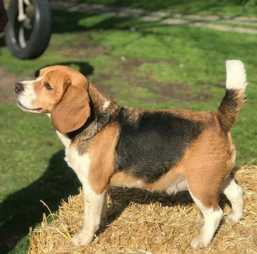 Imagen 2 de 8 de Cachorros Beagles