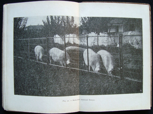 Imagen 3 de 5 de Suinicoltura Practica, I. Stanga, Año 1922. 47n 801