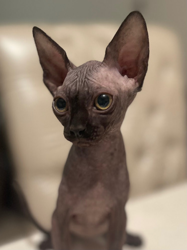 Gatita Esfinge Sphinx
