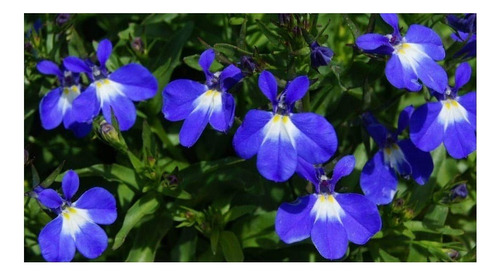 Lobelia Erinus Azul  (semillas 100)