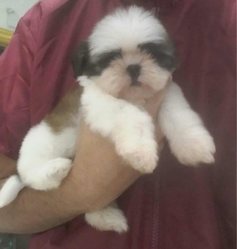 Shihtzu Filhotes