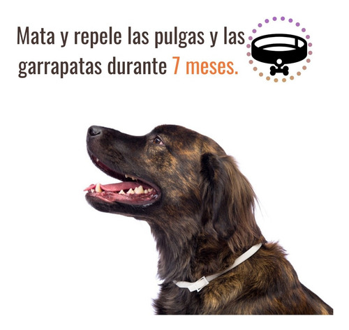 Collar Antipulgas Y Garrapatas Para Perros