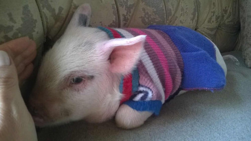 Mini Pig