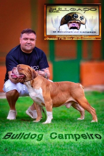 Bulldog Campeiro
