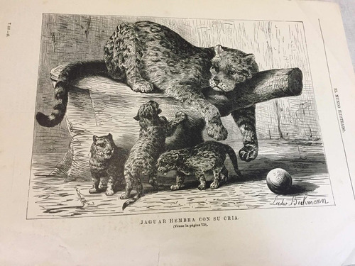 Jaguar Hembra Con Su Cría Grabado Antiguo Mundo Ilustrado